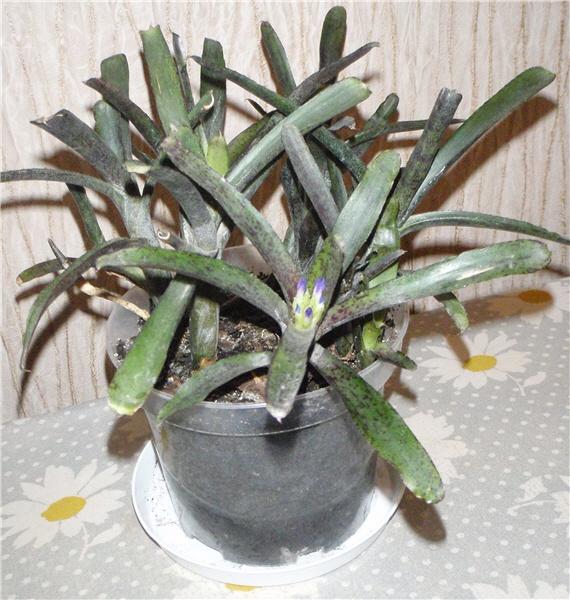 Neoregelia ampullacea во всей красе :)