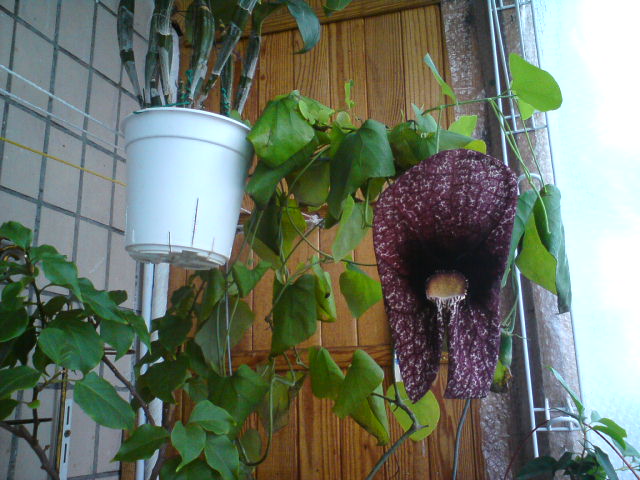 DSC02189.JPG