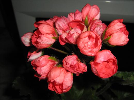 IMG_9753.jpg