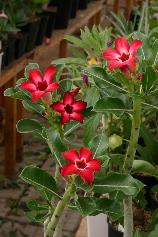 Группа сеянцев Small Red Plum от Ko (Taiwan)