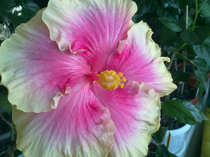 Hawaiine Sanset 008.jpg