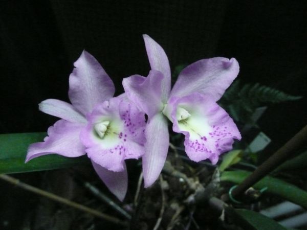 Brassanthe. Maikai 'Mayumi'