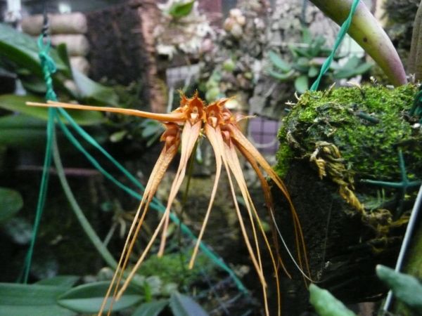 Bulbophillum miniatum воняет  раздавленным клопом вонючкой