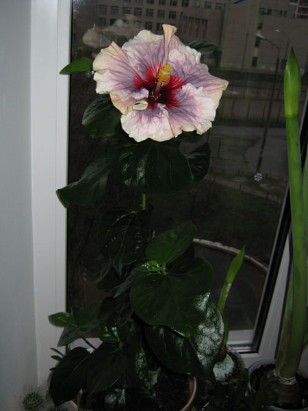 Dark nebula ОБЩИЙ ПЛАН