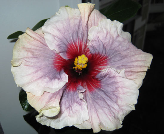 Dark nebula CЕГОДНЯ УТРОМ