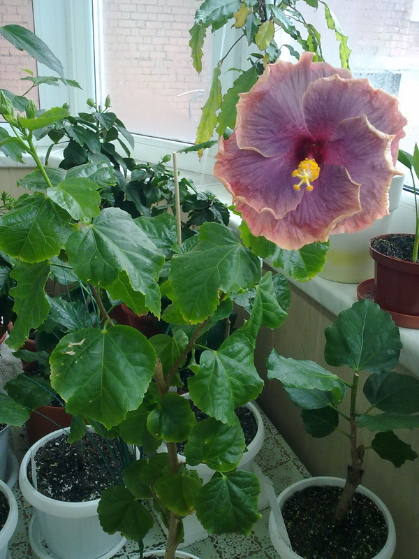 Gator Pride(тел) 006.jpg