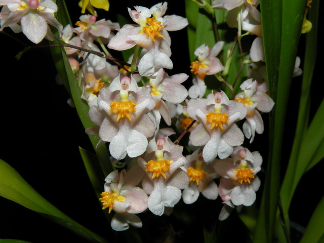 Oncidium Tsiku Marguerite 'Romantic Fantasy'