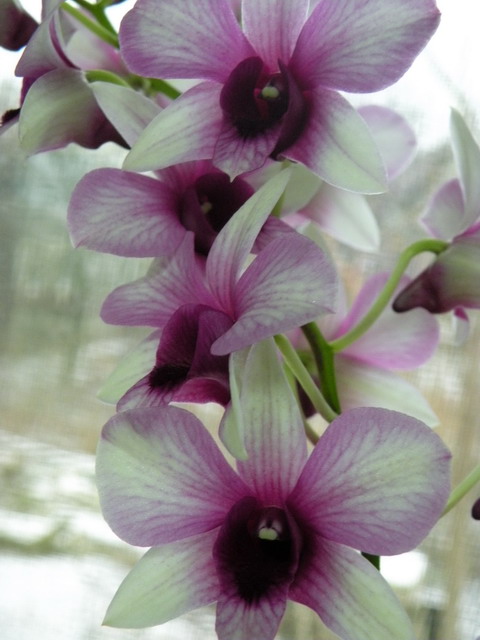 Dendrobium phal. 'PolarFire'