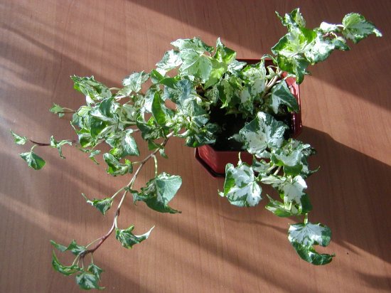 hedera 1.jpg