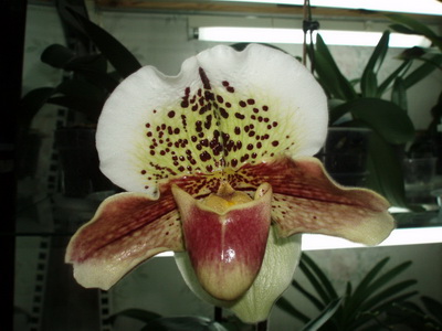 Paphiopedilum Casablanca x Casablanca