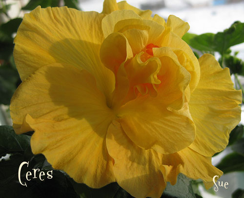 Мой начинающий Ceres