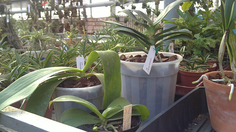 01 Phal.jpg
