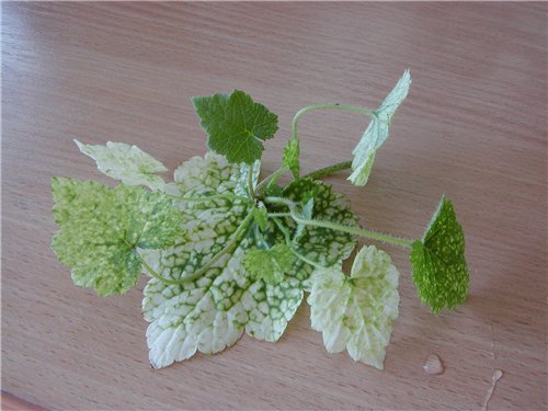 Тolmiea leaf.jpg