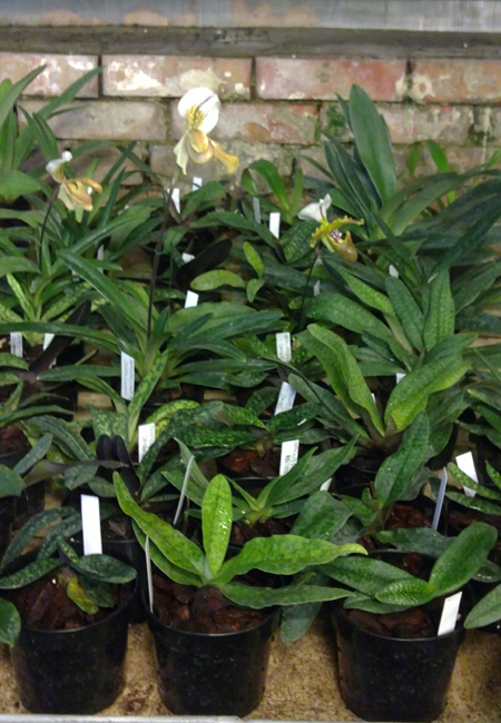 04 paph.jpg