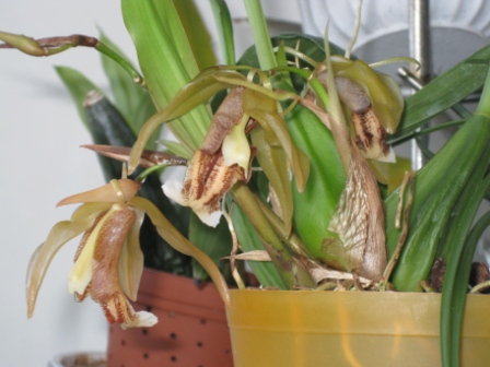 целогина сальмониколор