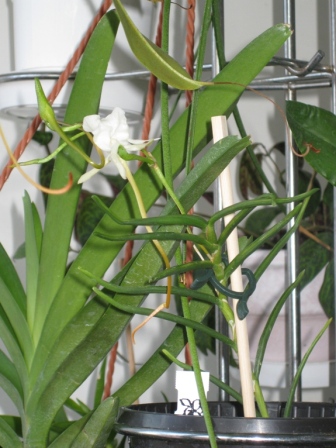 анграэкум скотианум