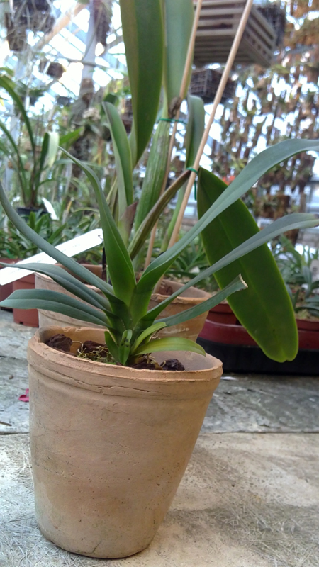 Aeranthes Grandiose.jpg