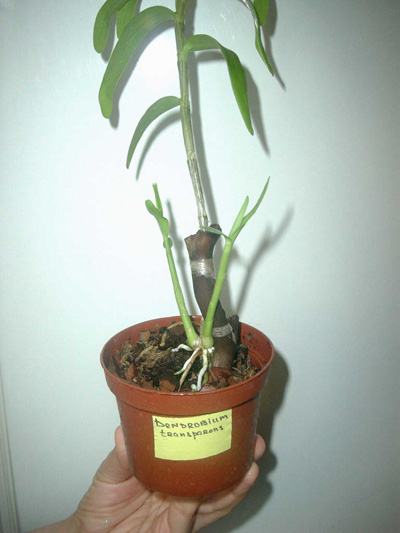 Dendr.jpg
