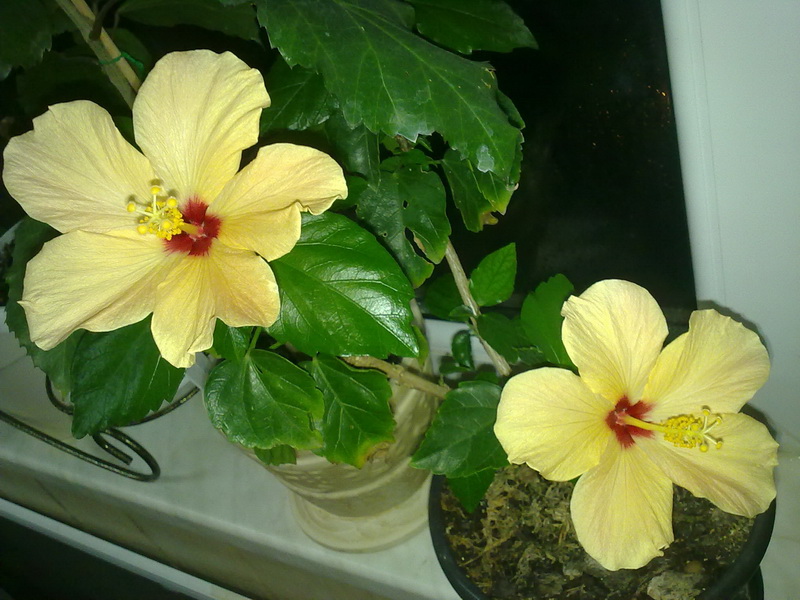 сегодня 047.jpg