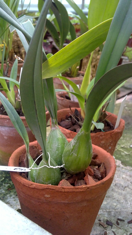 Encyclia diota.jpg