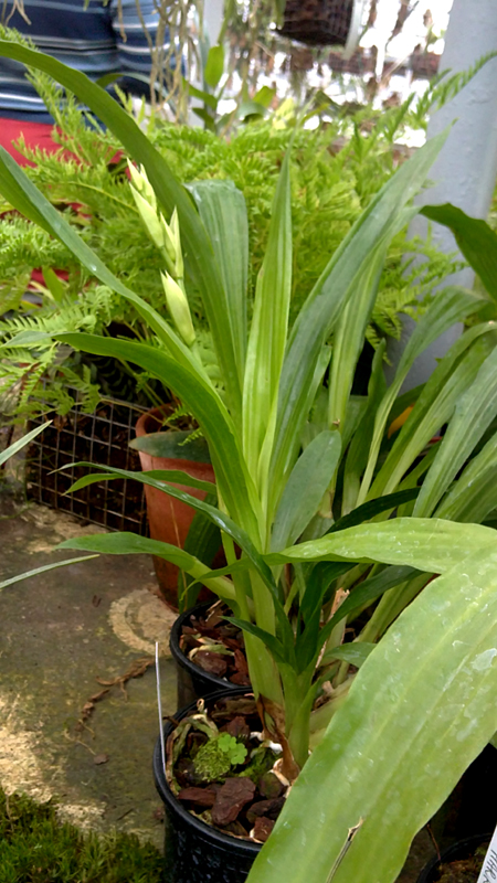 Propetalum hark.jpg