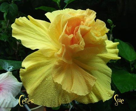 Здесь у него уже появился розоватый оттенок в центре, но всё ещё не очень насыщенно.