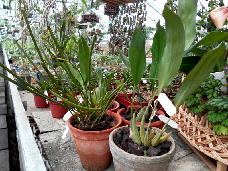 Dendrochilum.jpg
