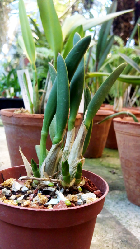 Laelia reginae.jpg