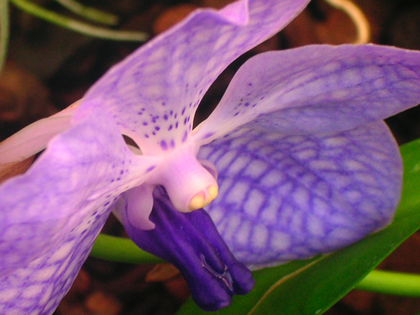 vanda 01 EleNZ.jpg