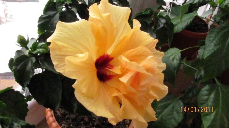 гибиска 010.jpg