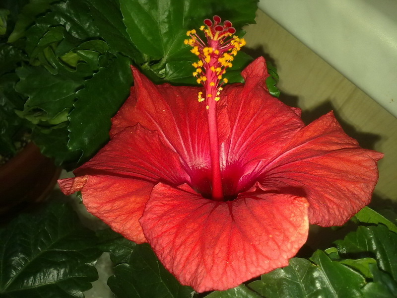 гибиски 014.jpg