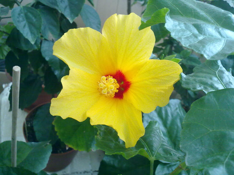 гибиски 012.jpg