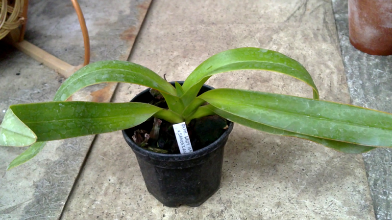 Paphiopedilum Lady Isabel x praestans x sanderianum.jpg