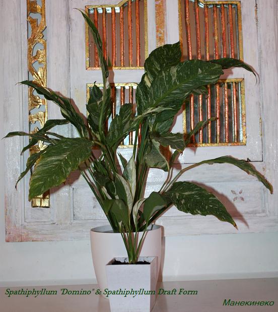 Spathiphyllum Domino Spathiphyllum Draft Form.jpg