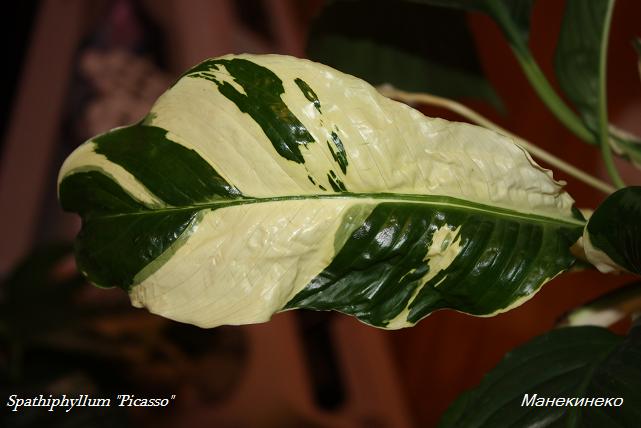 Spathiphyllum Picasso лист.jpg