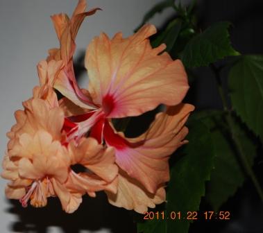 Изображение 1296.jpg