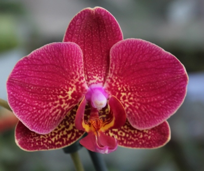 Ph.Jaguar - Golden Sun Bird