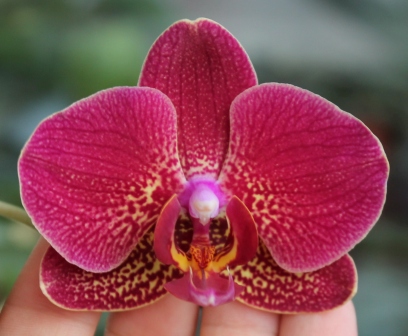 для размера цветка