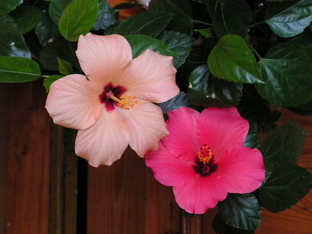 PICT0003.JPG