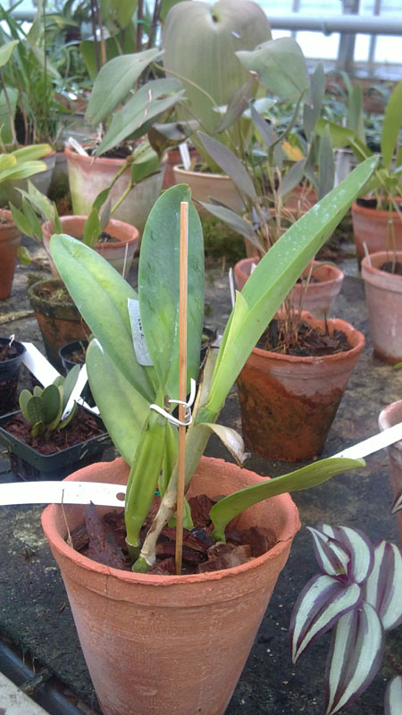 Cattleya trianae.jpg