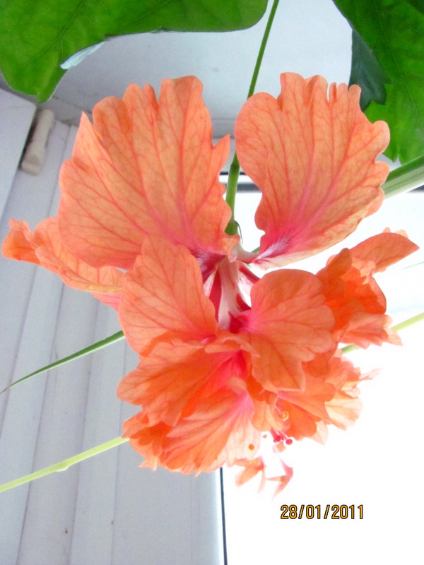 текилка 025.jpg