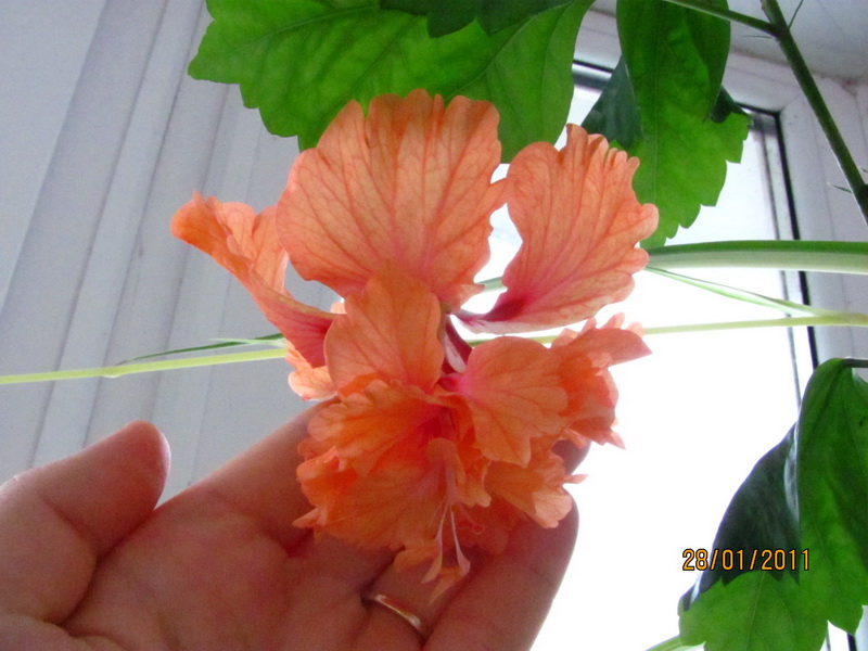 текилка 028.jpg