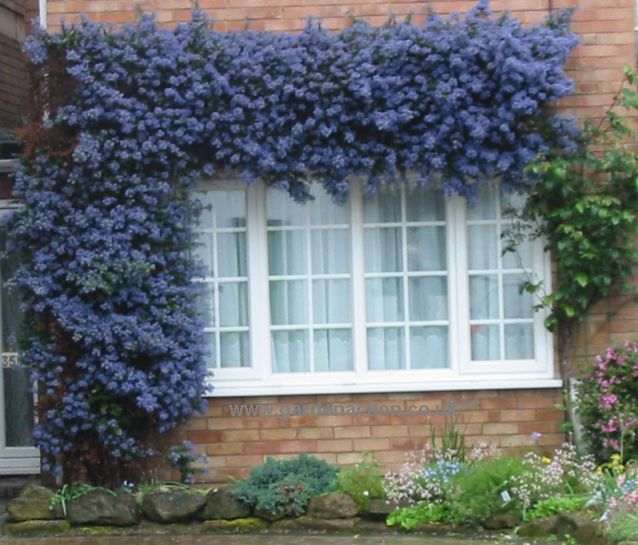 ceanothus-trained-mine.jpg