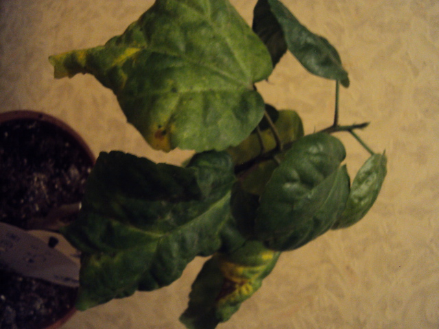 DSC02100.JPG