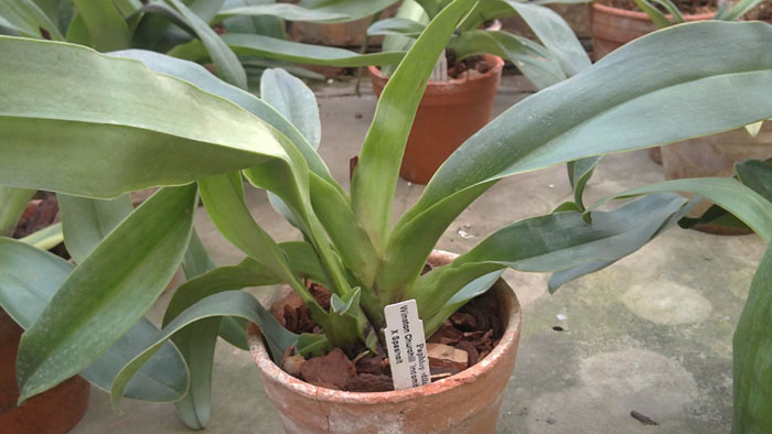Paphiopedilum Winston Churchill.jpg