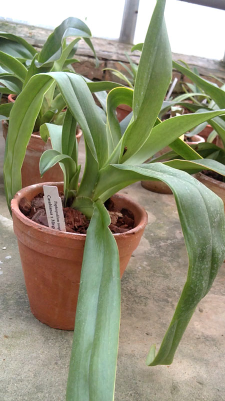Paphiopedilum Casablanca.jpg