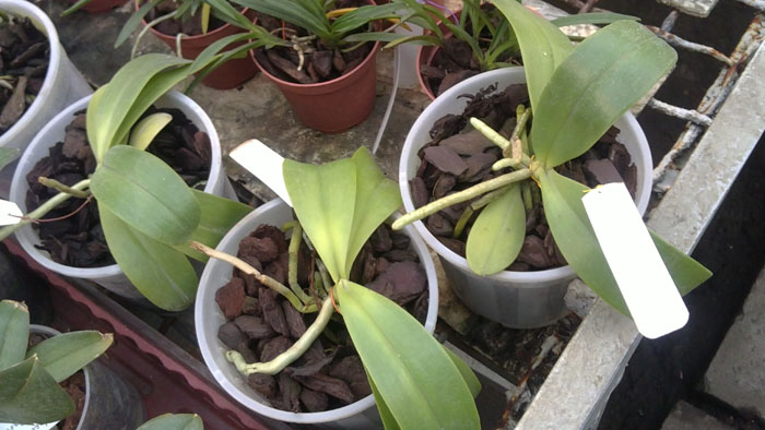 Phalaenopsis cornu cervi.jpg