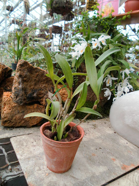 Cattleya bowringiana coerulea.jpg