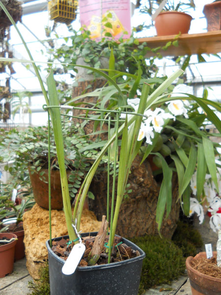 Cymbidium Dayanum.jpg