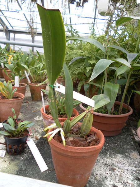 Laelia anceps.jpg
